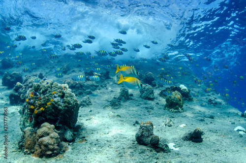 School of Convict Surgeonfish, Acanthurus triostegus