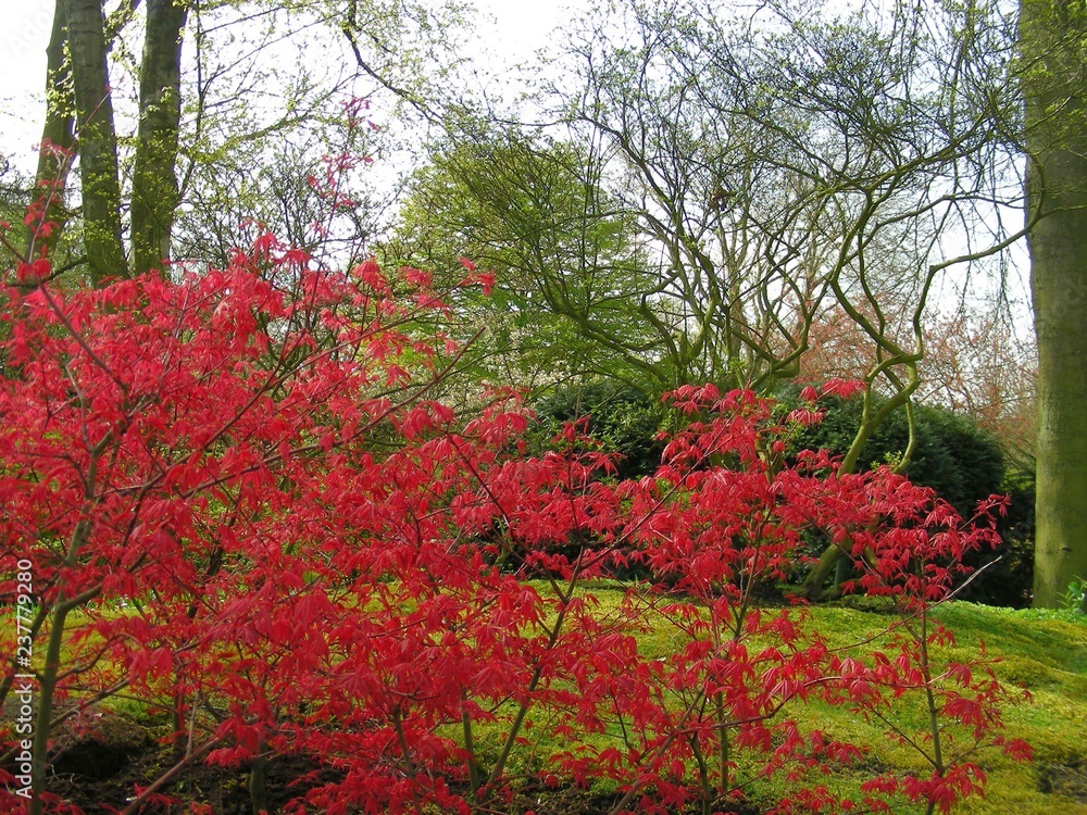 red tree in garden red tree in garden