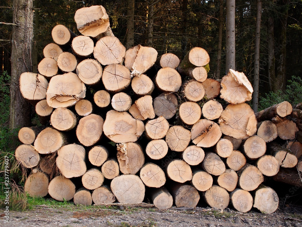 Lagerplatz - gerodete Baumstämme trocknen 
im Wald