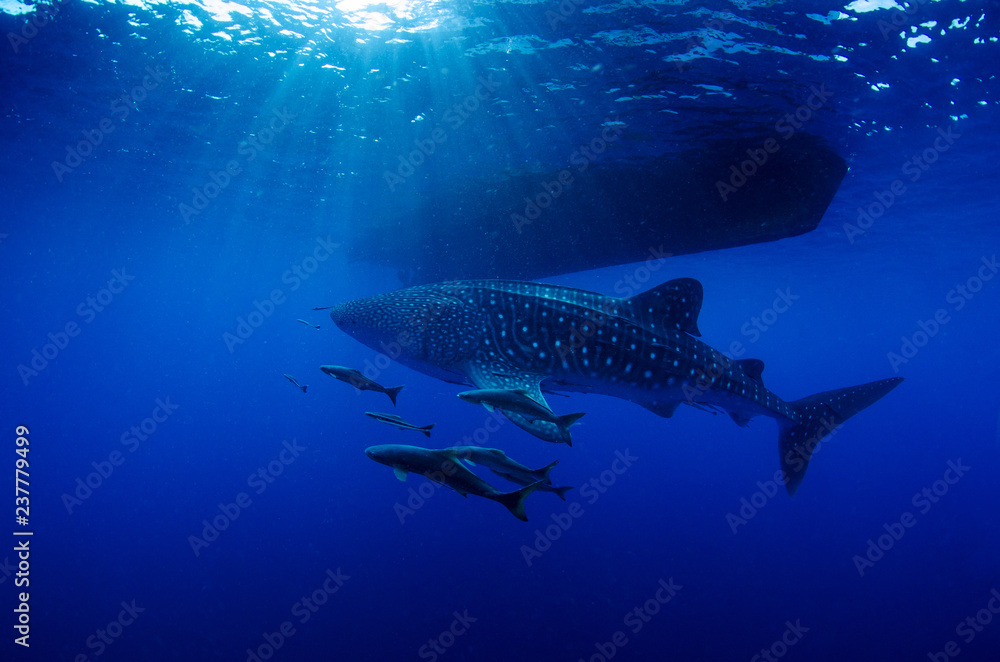 Whale Shark, Rhincodon Typus with diving boat in background Whale Shark, Rhincodon Typus with diving boat in background
