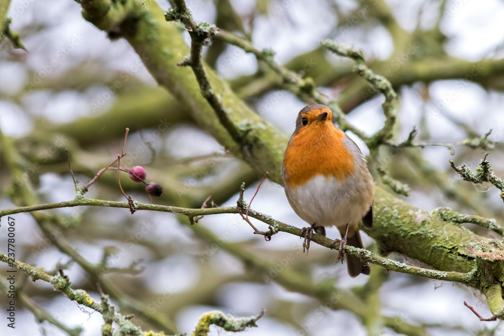 Little robin sitting in a branch with green branches in the background Little robin sitting in a branch with green branches in the background