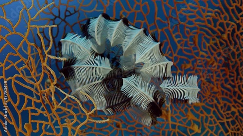  feather star Crinoids  is siting in a gorgonian, Raja Amapt Insonesia photo