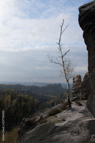 Elbsandsteingebirge Baum