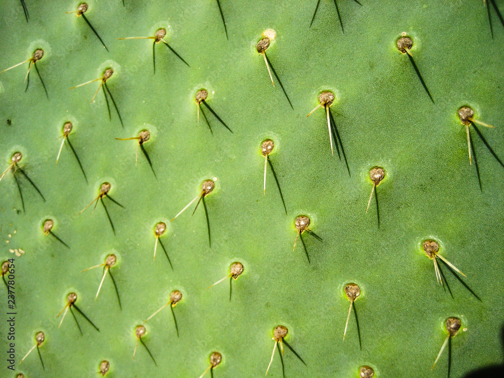 Huge green cactus landscape during all seasons in dry conditions which give a beautiful taste Huge green cactus landscape during all seasons in dry conditions which give a beautiful taste