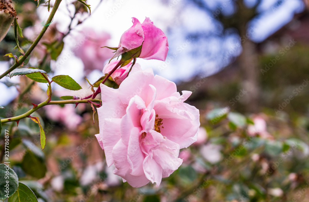 Obraz premium blooming apple tree