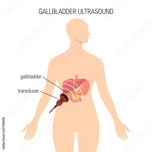 Gallbladder ultrasound vector concept