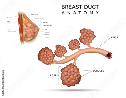 Healthy female breast duct anatomy detailed structure info diagram on a white background