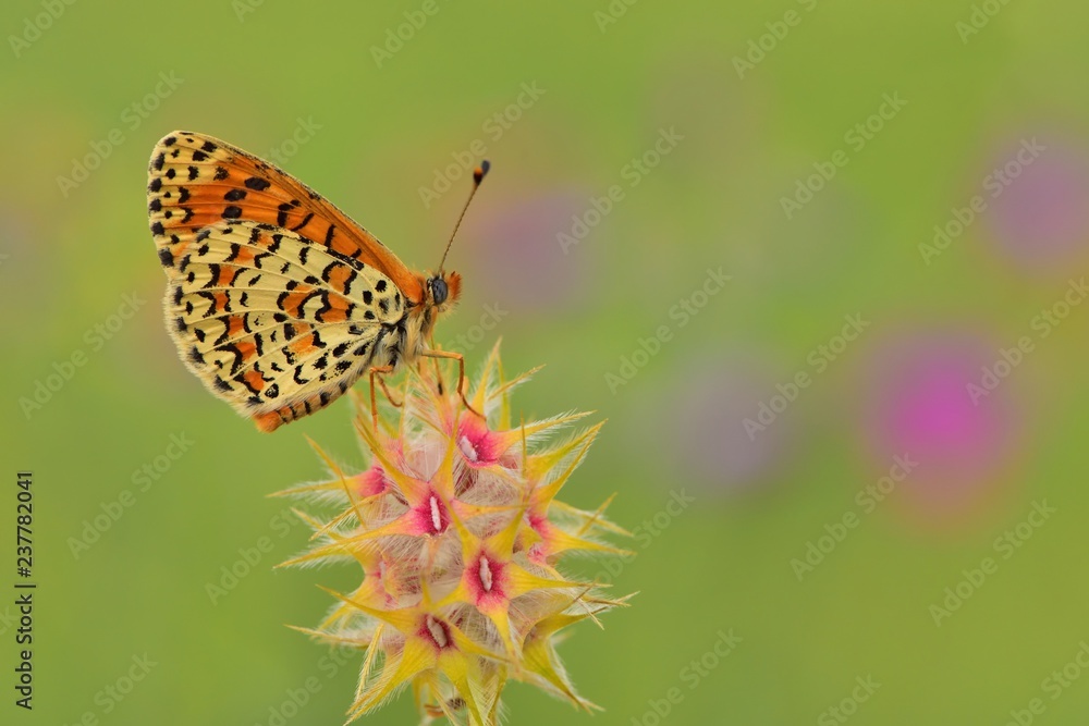 Obraz premium Melitaea trivia 545