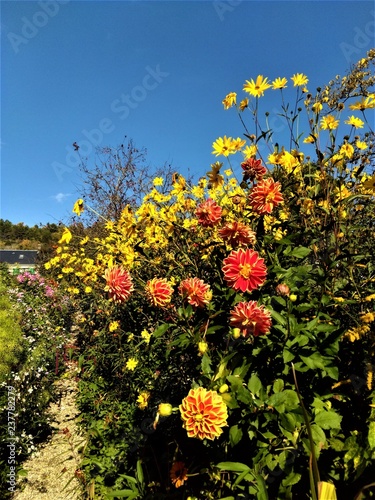 Fleurs de Giverny photo