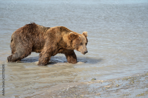 Coastal Alaska grizzly brown bear wanders along the river  looking and fishing for salmon in Katmai National Park. Close up view