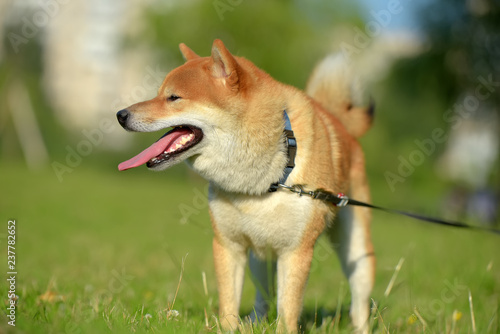 red Shiba inu dog in summer photo