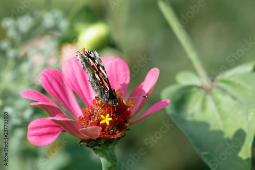 Butterfly on flower © Филипп Поликаренков