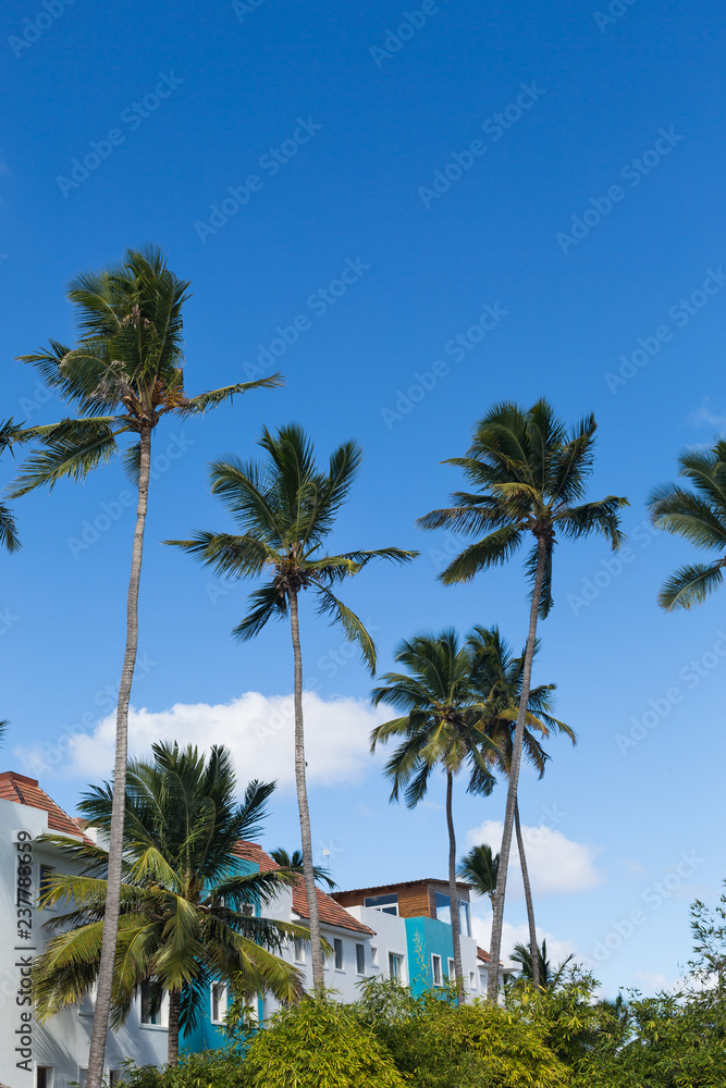 Coconut palm tree background with blue sky