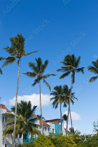 Coconut palm tree background with blue sky © peppystudio
