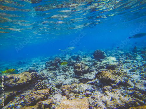 Schwarzspitzenriffhai schwimmt im Korallenriff auf den Malediven