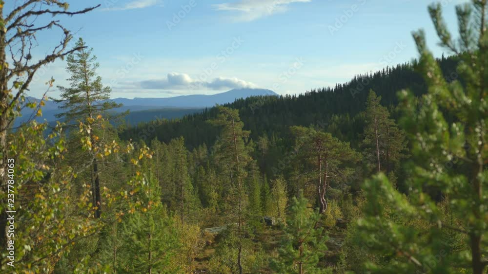 Forest in mountains and trees growing on hills in wild nature in Norway Forest in mountains and trees growing on hills in wild nature in Norway