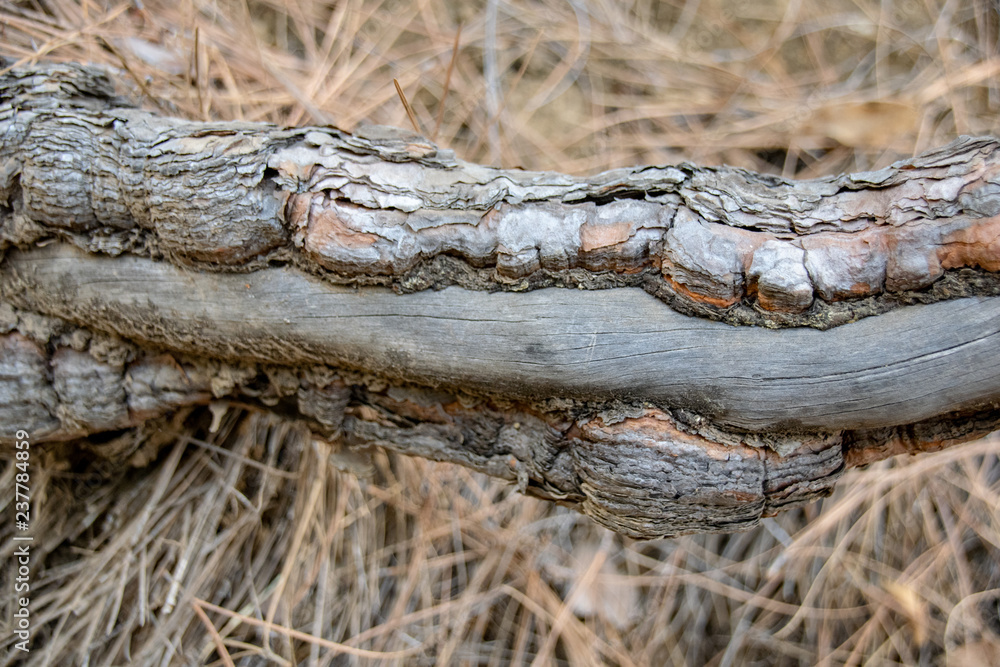 Trunk regrowth and bark removal from the Canary Island pine (Pinus canariensis) from a forest fire in La Palma 2016 Trunk regrowth and bark removal from the Canary Island pine (Pinus canariensis) from a forest fire in La Palma 2016
