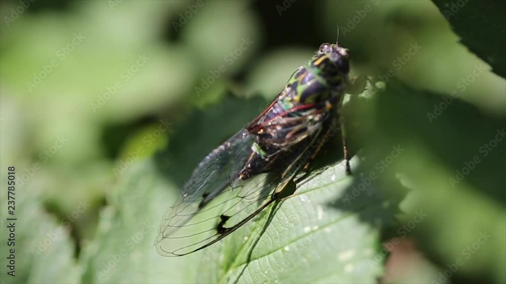 Cicada On Rose Leaf Cicada On Rose Leaf