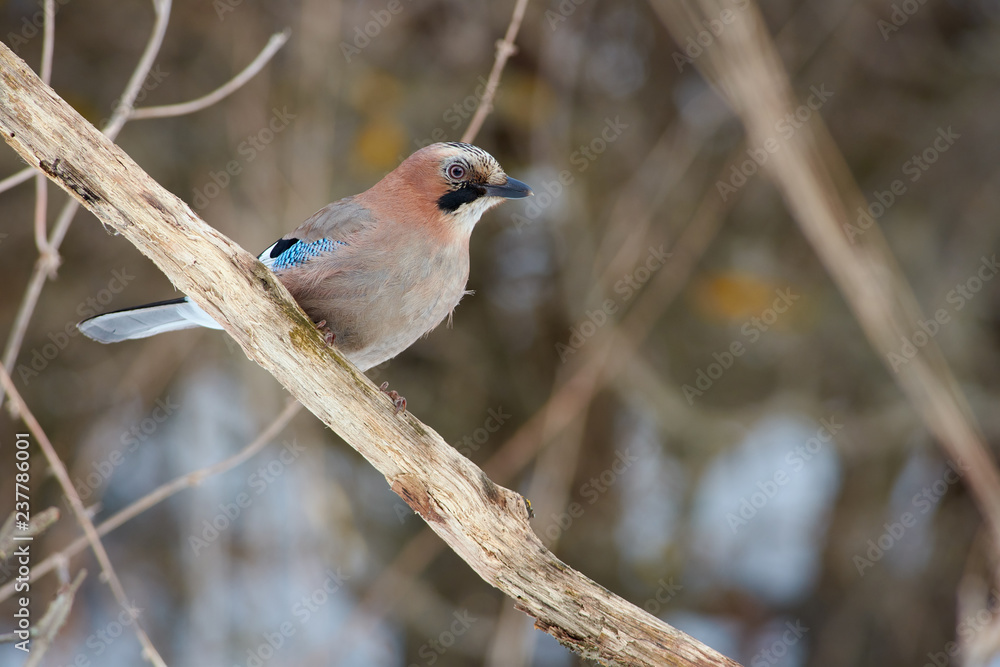 Eurasian jay sits on a dry oak branch in a forest park in early spring. Eurasian jay sits on a dry oak branch in a forest park in early spring.