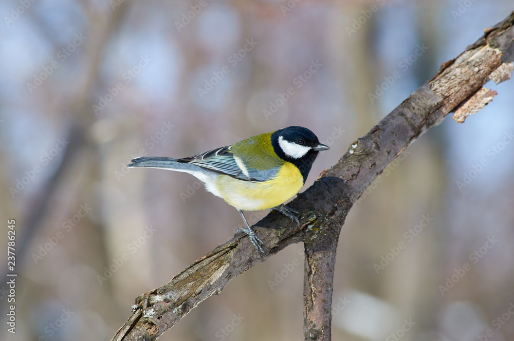 Great tit sits on a branch in a forest park in early spring. Great tit sits on a branch in a forest park in early spring.