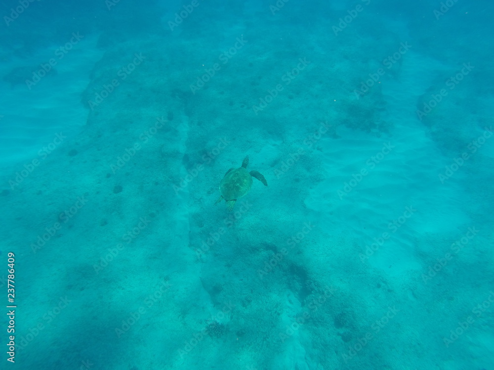 Fototapeta premium DCIM\106GOPRO