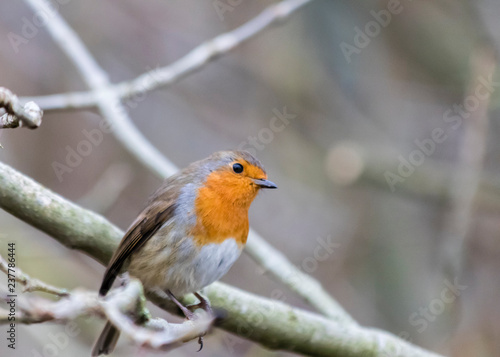 Robin perched on a branch with a light green reed background 