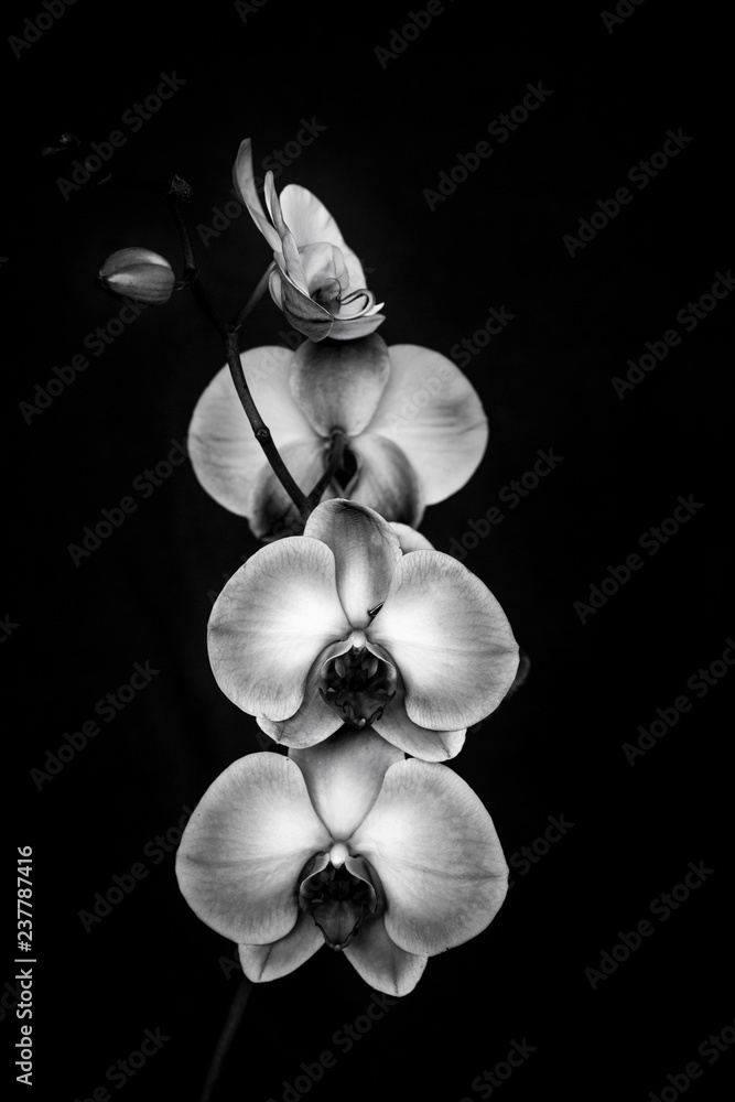 Fototapeta premium Orchid flower black & white