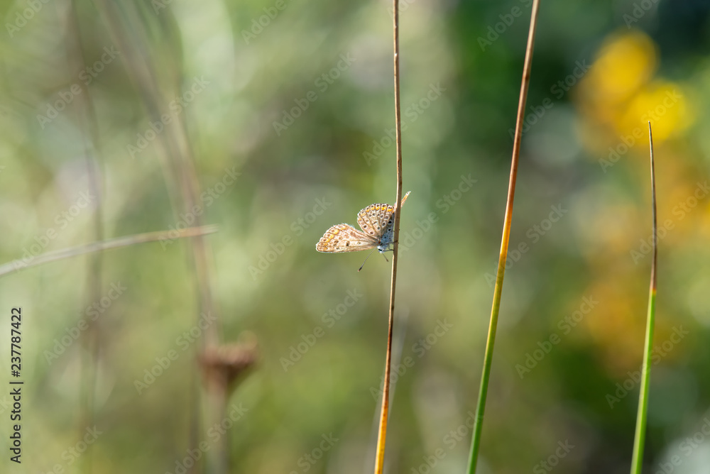 Lycaenidae / Çokgözlü Mavi / / Polyommatus icarus Lycaenidae / Çokgözlü Mavi / / Polyommatus icarus