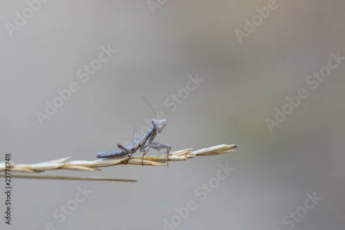 Wallpaper Mural mantis Torontodigital.ca