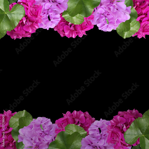 Fototapeta Naklejka Na Ścianę i Meble -  Beautiful floral background of pelargonium 