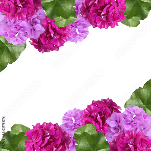 Fototapeta Naklejka Na Ścianę i Meble -  Beautiful floral background of pelargonium 