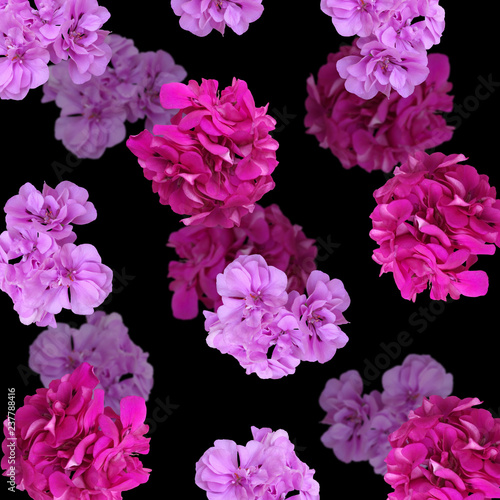 Fototapeta Naklejka Na Ścianę i Meble -  Beautiful floral background of pelargonium 