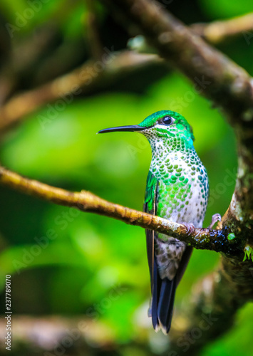 Green Crowned Brilliant hummingbird on a branch