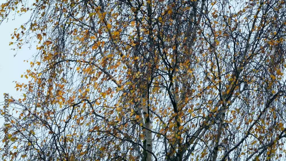 Tree In The Wind On Autumn Day Tree In The Wind On Autumn Day