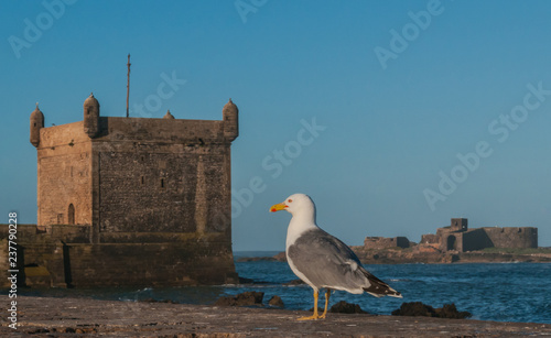 Late day sun illuminates a lesser black backed gull (Larus fuscus) on a harbor sea wall where it is framed by old stone fortresses with sturdy walls and round turrets photo