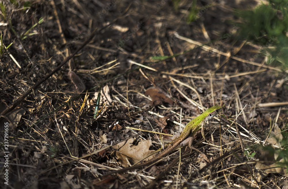 Beautiful small green lizard in duff in Badacsonyors, Hungary Beautiful small green lizard in duff in Badacsonyors, Hungary