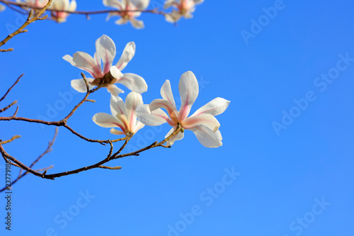 Magnolia flower