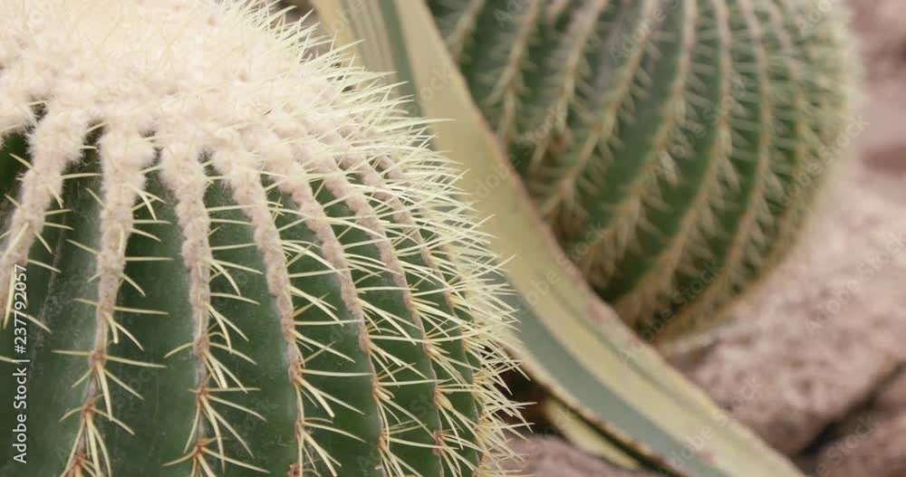 Golden Barrel Cactus (Echinocactus Grusonii) Cluster in Tropical Arid Garden Golden Barrel Cactus (Echinocactus Grusonii) Cluster in Tropical Arid Garden