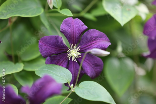 Purple Clematis