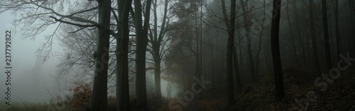 Dark creepy foggy forest