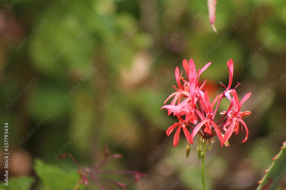 red flower in the garden