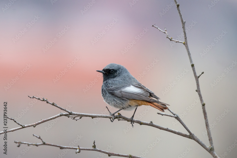 Black redstart bird perching on thin branch. Blackstart or black redtail (Phoenicurus ochruros), male. Cute grey birdie with orange tail and black face sitting on twig with light blurred background. Black redstart bird perching on thin branch. Blackstart or black redtail (Phoenicurus ochruros), male. Cute grey birdie with orange tail and black face sitting on twig with light blurred background.