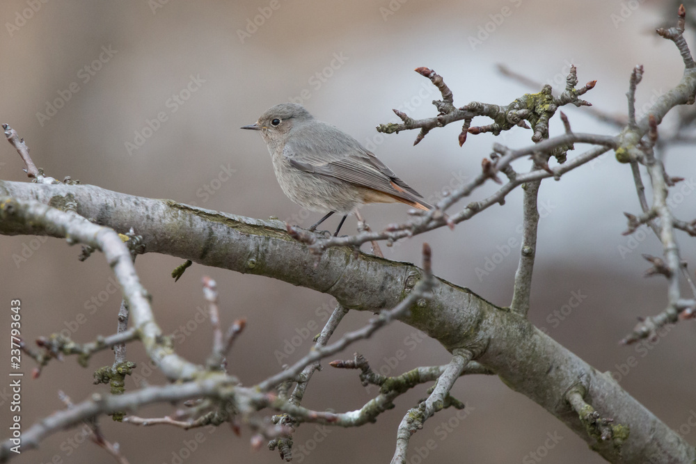 Black redstart, female, perching on branch with blurred background. Tithy's redstart, blackstart or black redtail (Phoenicurus ochruros) is beautiful little songbird with orange tail.