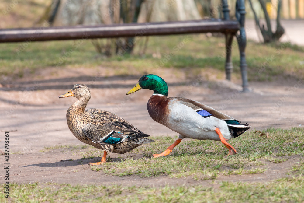 Male mallard running to the female. Two dabbling ducks (Anas platyrhynchos) in springtime. Male has glossy bottle-green head and a white collar. Male mallard running to the female. Two dabbling ducks (Anas platyrhynchos) in springtime. Male has glossy bottle-green head and a white collar.