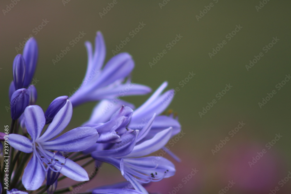 purple wallpaper flower macro purple wallpaper flower macro