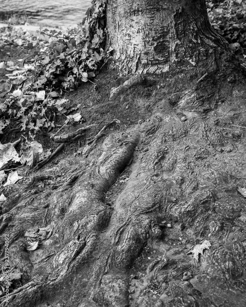 Roots Black & White