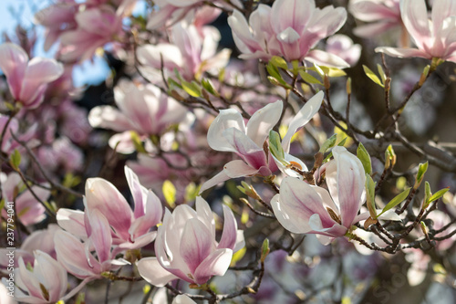 Pink flowers of saucer magnolia. Blooming Magnolia soulangeana with fresh green leaves on sunny spring day.