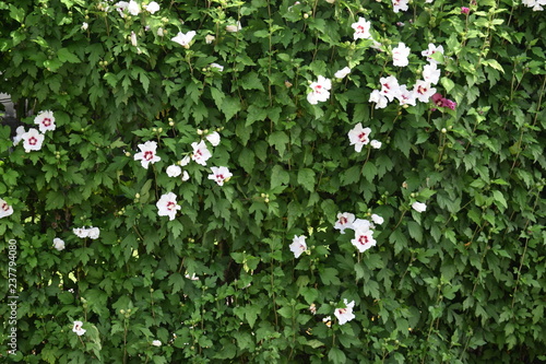 Kwitnący hibiskus hibiscus hedge green background