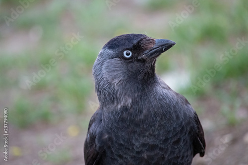 Western jackdaw close-up portrait on blurred green background. Eurasian or European jackdaw  Coloeus monedula  is smart bird with beautiful blue eyes  shiny black plumage with grey cheeks and neck.