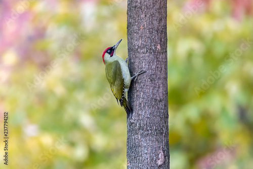 Green woodpecker perching on tree trunk with blurred green background. European green woodpecker (Picus viridis), male, is green colored bird with red crown and black moustachial stripe.